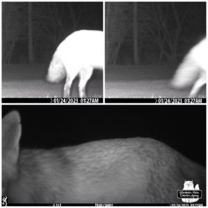 trail cam collage: parts of a red fox