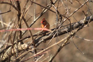 female cardinal in bush