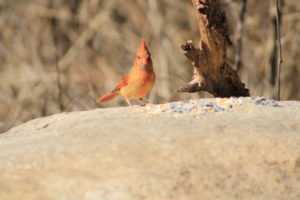 female cardinal on rock with bird seed