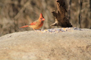 female cardinal on rock with bird seed
