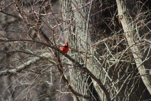 male cardinal on tree branch watching me