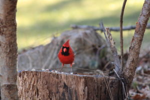 male cardinal on tree stump with bird seed