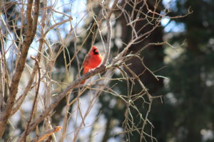 male cardinal in bush