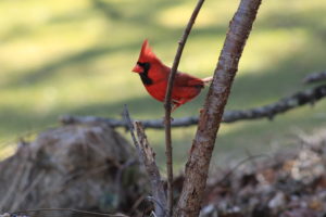 male cardinal on a thin branch