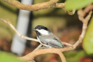 The chickadee in the rhododendron bush after surviving a Gus attack.