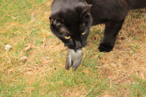 Gus with another chickadee in his mouth.