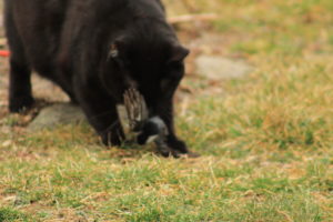 blurry action photo of Gus killing nuthatch