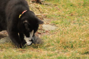 Gus killing nuthatch