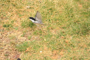 The second chickadee was able to be released. It's in the grass trying to fly but can't.