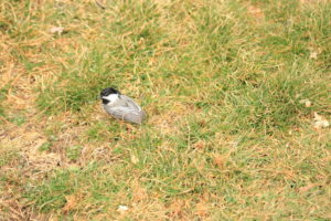 chickadee in grass after being assaulted by Gus