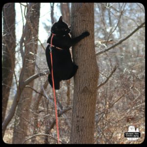 Gus climbing tree