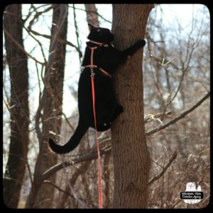 Gus climbing tree