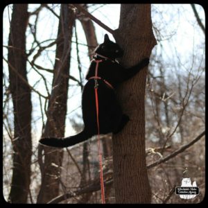 Gus climbing tree