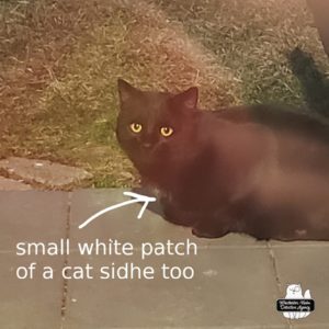 Bud, the Gus lookalike cat