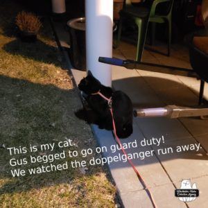 Gus on guard duty after Bud left.