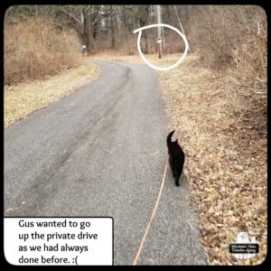 Gus trying to walk up the driveway with No Trespassing sign posted