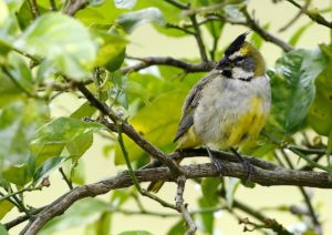 Yellow cardinal (female); Iberá marshes, Corrientes, Argentina