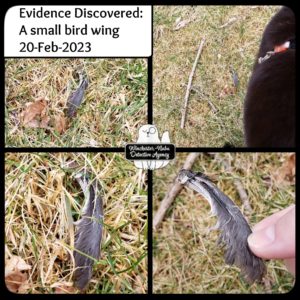collage of chickadee wing found in grass