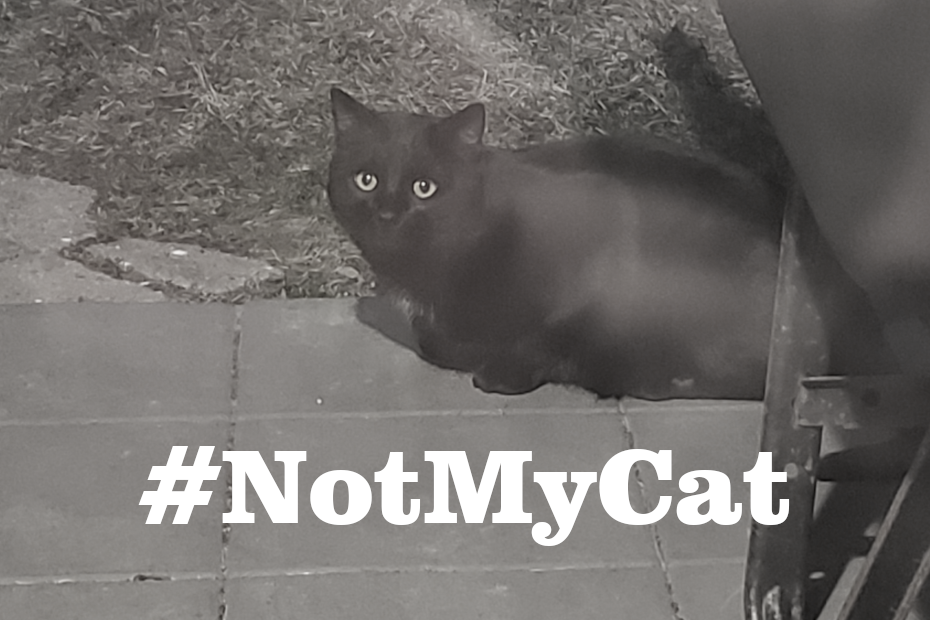 strange black cat with hashtag Not My Cat