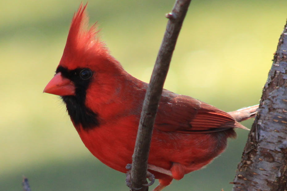 male cardinal