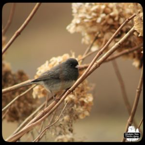 junco in bush