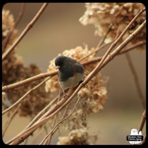 junco in bush