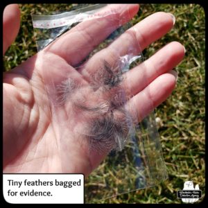 small grey and white feathers in plastic evidence baggie in Amber's hand
