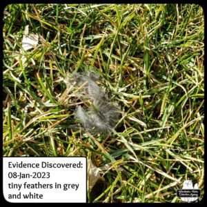 small grey and white feathers discovered in the grass