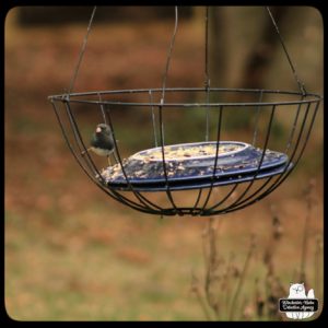 junco in the wire basket bird feeding station