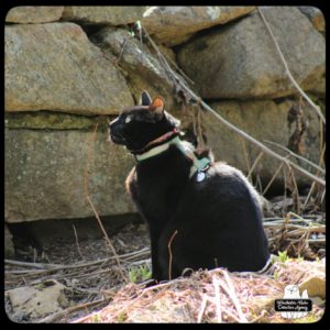 black cat Gus sitting a the base of the rock wall where birds are fed.
