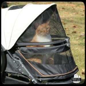 orange tabby Oliver in his stroller sitting up tall and alert outside