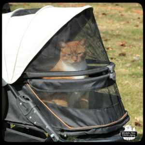 orange and white cat Oliver outside in his buggy