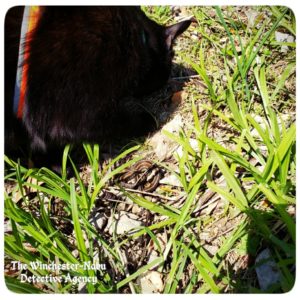 Gus close to the curled up snake in the grass