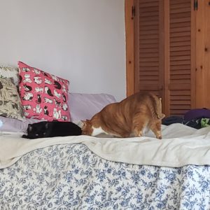 Oliver sniffing at Gus's butt while he's trying to sleep on the bed.
