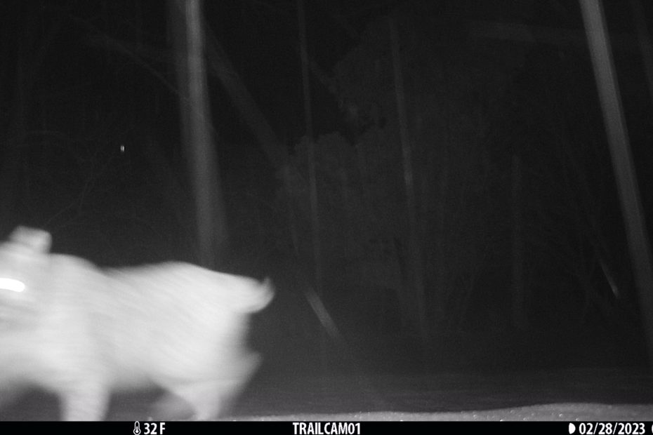 blurry trailcam of bobcat