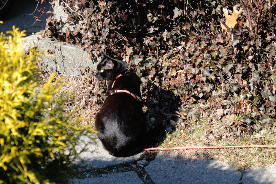 black cat Gus sitting next to a bush on the stone path