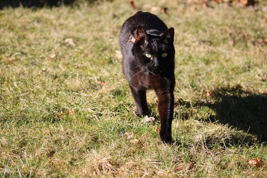 Gus walking in grass