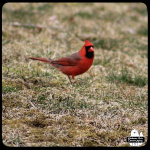 red cardinal on the ground