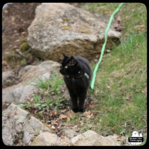 black cat Gus standing in the grass by rocks