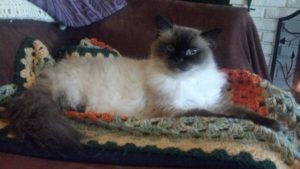 Himalayan fluffy cat Caico lying elegantly on the couch and blankets
