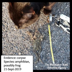 gus and dead toad