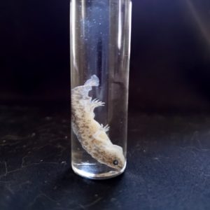 tiny axolotl preserved in very small jar