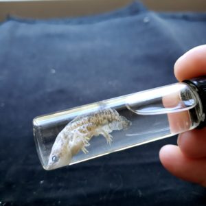 tiny axolotl preserved in very small jar held horizontally