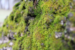 close up of tree moss
