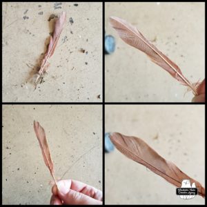 collage of reddish-brown feather found on the garage floor