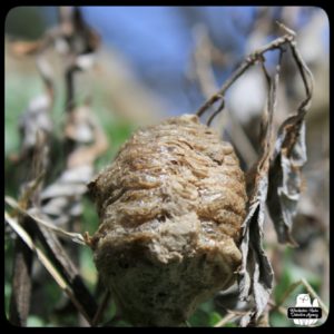 the second praying mantis cocoon found this year