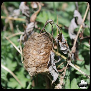 the second praying mantis cocoon found this year
