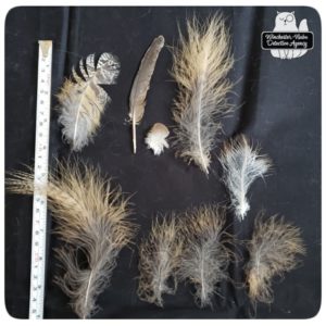 variety of great horned owl feathers next to measuring tape on black cloth