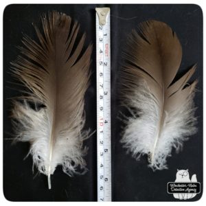 wild turkey feathers approximately six inches long next to tape measure on black cloth