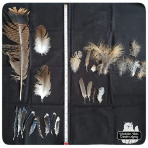 various feathers from large to small next to tape measure on black cloth